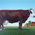 Object: 18087 - Groninger Blaarkopkoe - 37 x 28 cm - VERKOCHT