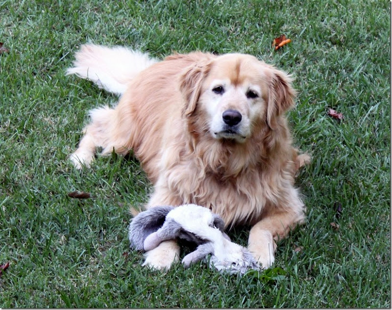 Oakley with Toy