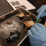 eye_dissection.JPG