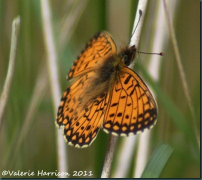 small-pearl-bordered-fritillary