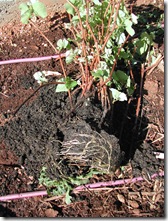 The potting mix is washed off the roots and the bare-rooted cuttings are planted as quickly as possible into saturated soil; the drip lines – fed from the rain water tanks – have been running all night in preparation for this moment.