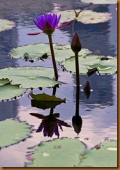 lily below the lotus