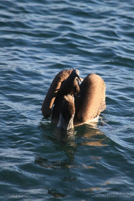 [IMG_9145%255B10%255D.jpg]