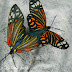 Dscn3141
