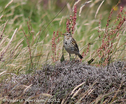 [22-pipit%255B2%255D.jpg]