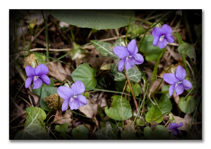 Spring 2 C Dog-violet