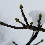 IMG_3966.jpg