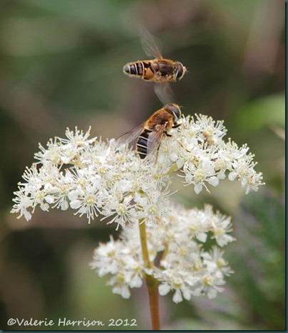 10-Eristalis-pertinax