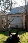 Next, we drove past the chicken coops.  It's always so tempting to jump out.  Franny, stay right where you are!
