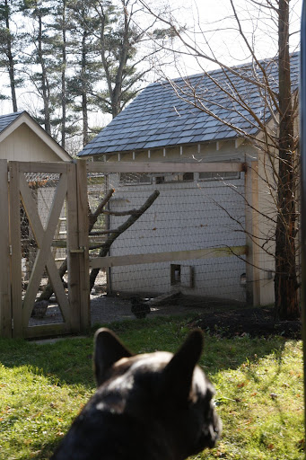 Next, we drove past the chicken coops.  It's always so tempting to jump out.  Franny, stay right where you are!