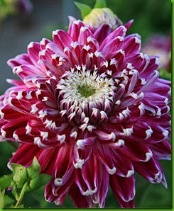 Dahlia Vancouver