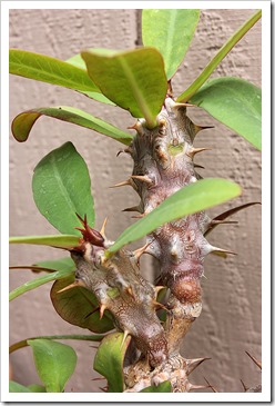 111003_Euphorbia-millii_03