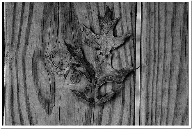leaves-public-domain-pictures-1 (10) leaves-public-domain-pictures-1 (10)