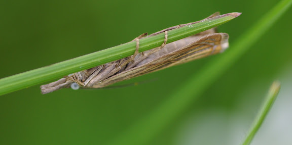 Crambidae : Crambinae : Chrysoteuchia culmella (LINNAEUS, 1758). Les Hautes-Lisières (Rouvres, 28), 14 juin 2012. Photo : J.-M. Gayman