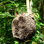 A beautiful termite nest.