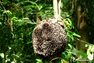 A beautiful termite nest.