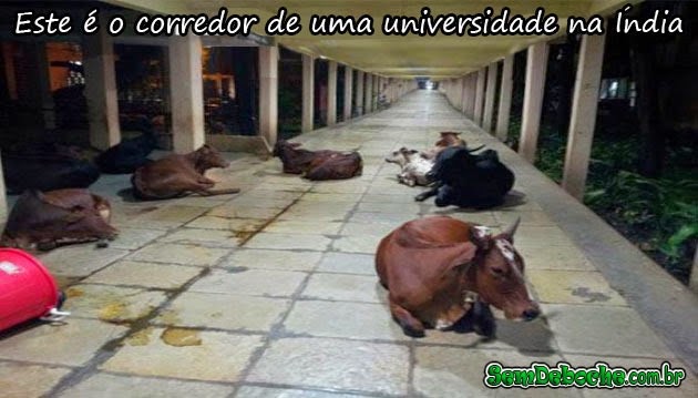 ÍNDIA: UNIVERSIDADE DE VETERINÁRIA ÍNDIA: UNIVERSIDADE DE VETERINÁRIA