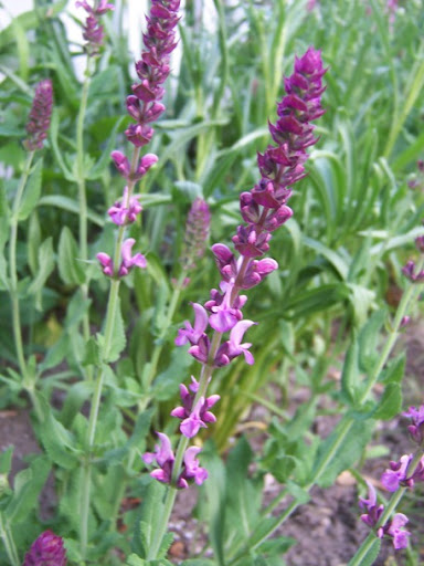 Meadow Sage Salvia nemorosa 39Rose Queen 39 violet sage wedding