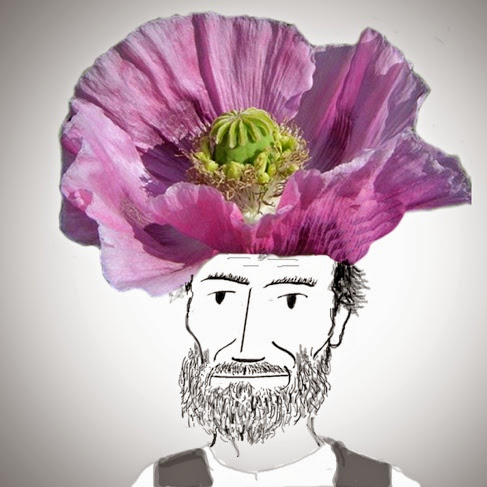 Talibpapaver