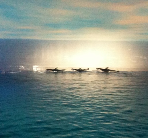 [shedd%2520aquarium%2520nine%255B3%255D.jpg]