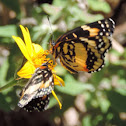 Bordered Patch