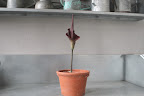 If we must have this plant, I think we should stick to this size.