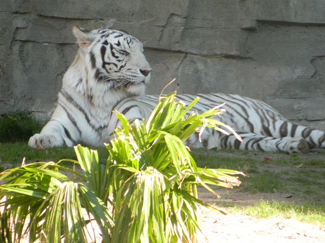 [whitetiger2.jpg]