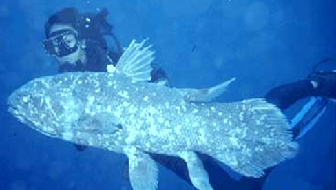 coelacanth-Latimer