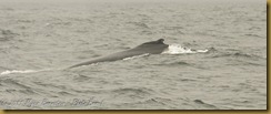 Fin whale fog MSB_7234 NIKON D300S June 12, 2011