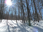 Il sole nel bosco 2