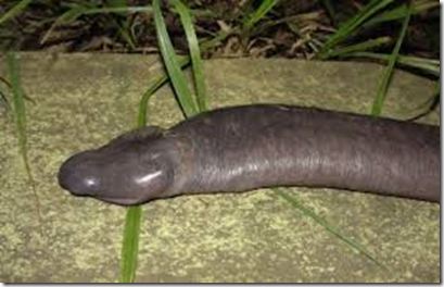 trouser snake 1 trouser snake 1