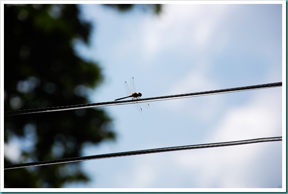 Dragonfly clothesline