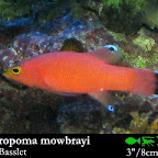 Liopropoma_mowbrayi.jpg
