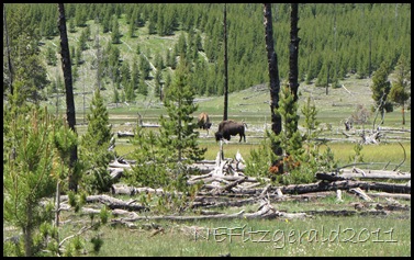 BisonGrazing BisonGrazing