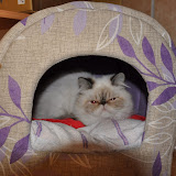 111128_gatti