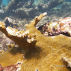 IMGP1238 Snorkel Buck Island Reef 