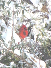snowstorm 1.20.2012cardinal in back yard tree2 snowstorm 1.20.2012cardinal in back yard tree2