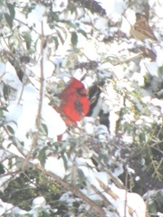 snowstorm 1.20.2012cardinal in back yard tree2