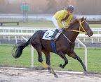 Racehorse Frontier Star Slideshow