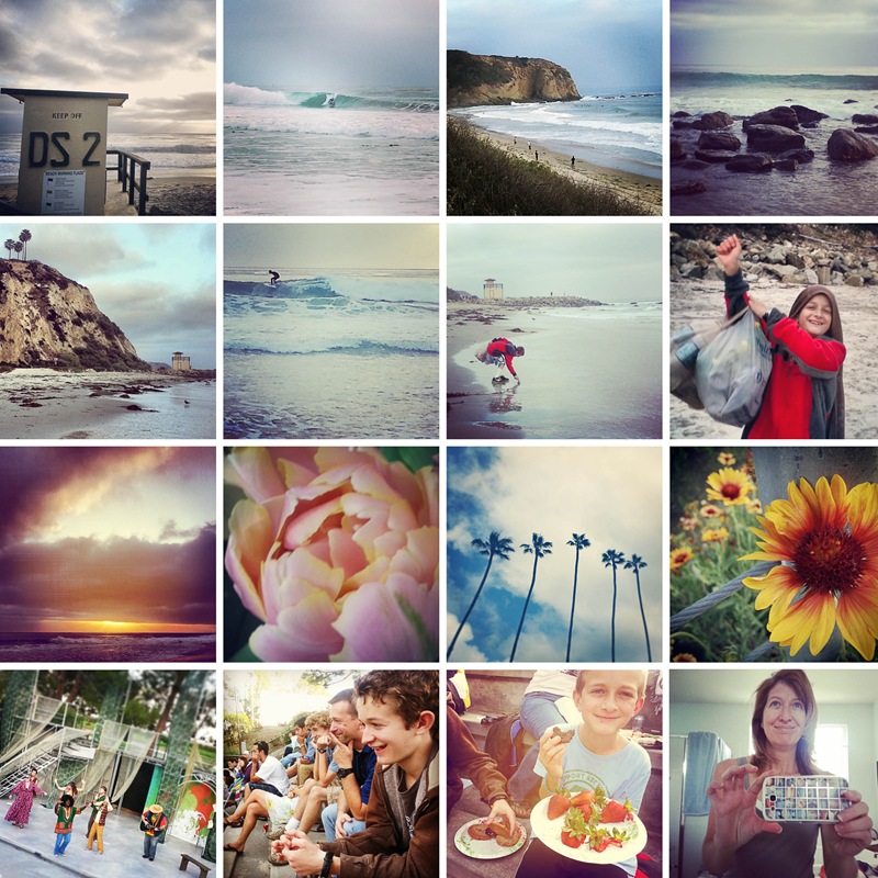 beach flowers and shakespeare beach flowers and shakespeare