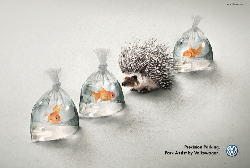 Hedgehog and fish aotw