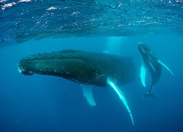 [dieters-humpback-whale%255B3%255D.jpg]