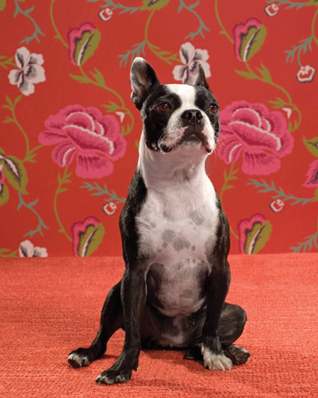 Petunia, a Boston terrier, looks an awful lot like Bette Davis to us. If Bette had a dog, we're sure it would have been a Boston terrier. Petunia, a Boston terrier, looks an awful lot like Bette Davis to us. If Bette had a dog, we're sure it would have been a Boston terrier.