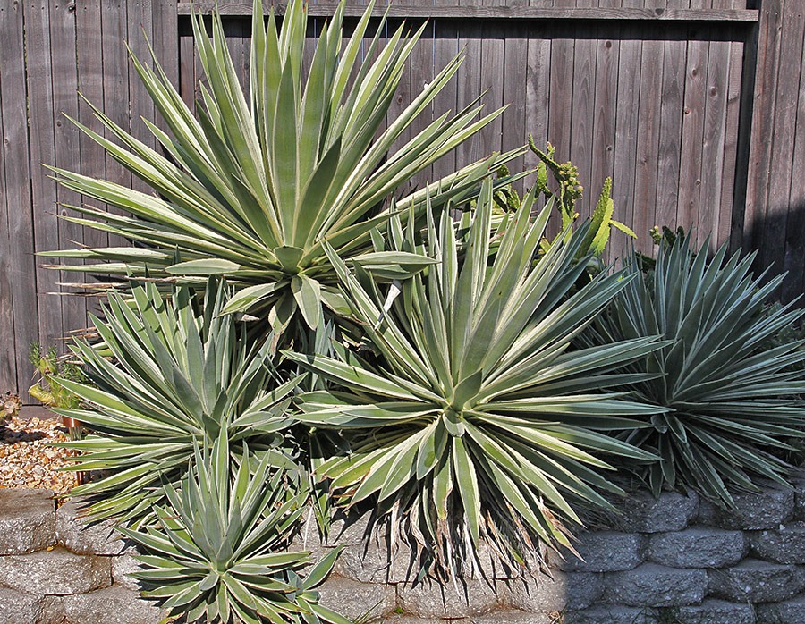 [111107_candy_agave-angustifolia%255B7%255D.jpg]