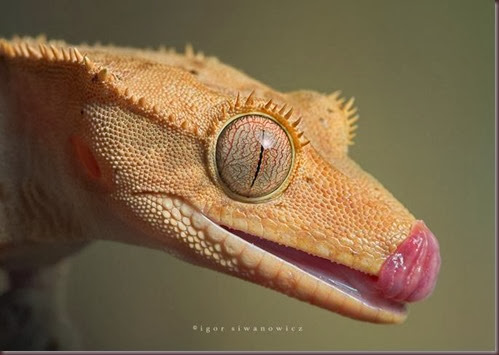 Amazing Animal Pictures crested geckos (6)