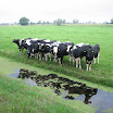 Koeien onderweg 33.JPG