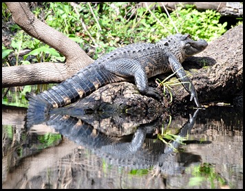 03 - Kayak Trip - Animal - Alligator