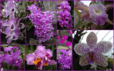 pink orchids