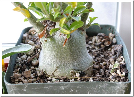 111218_Adenium_obesum 111218_Adenium_obesum