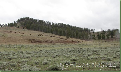 (b)BisonMigratingIn YellowstoneNP (b)BisonMigratingIn YellowstoneNP